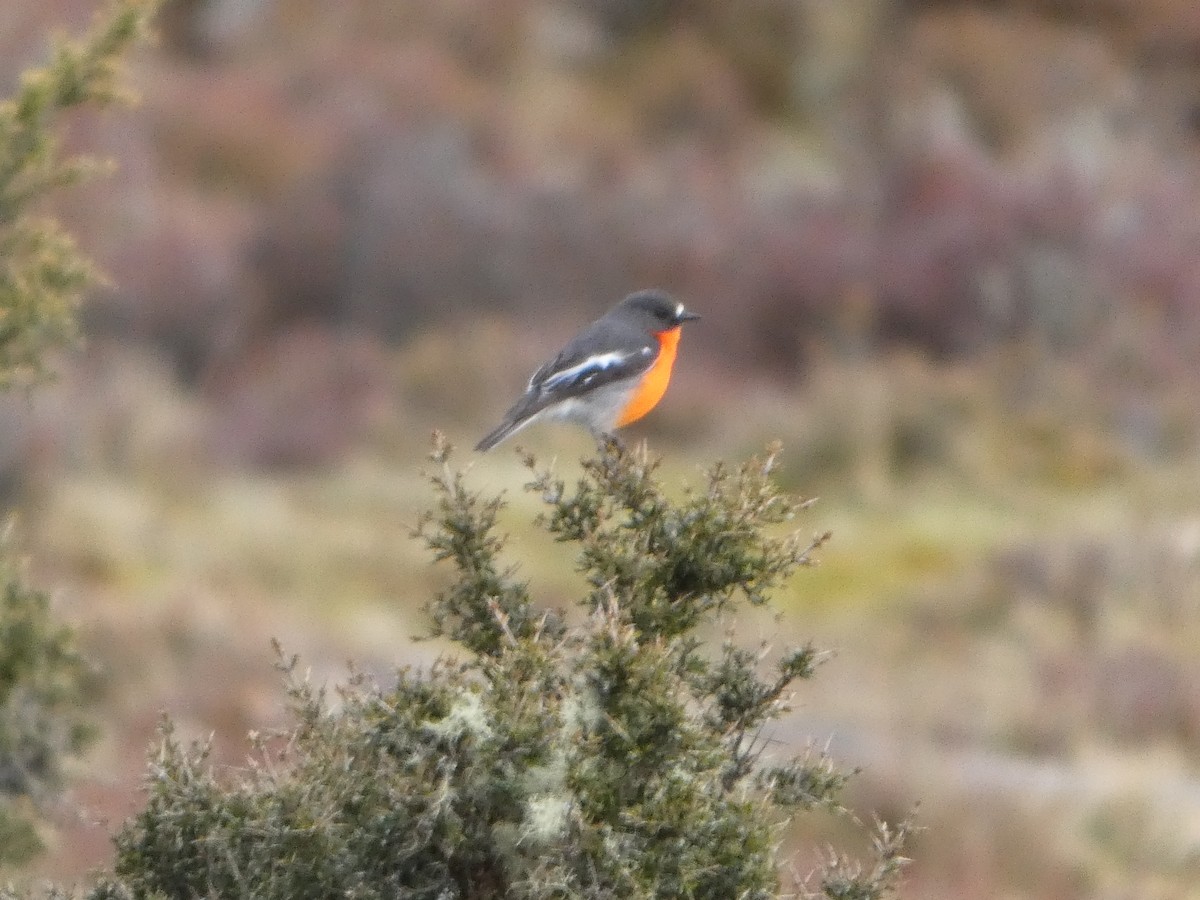 Flame Robin - ML644519654