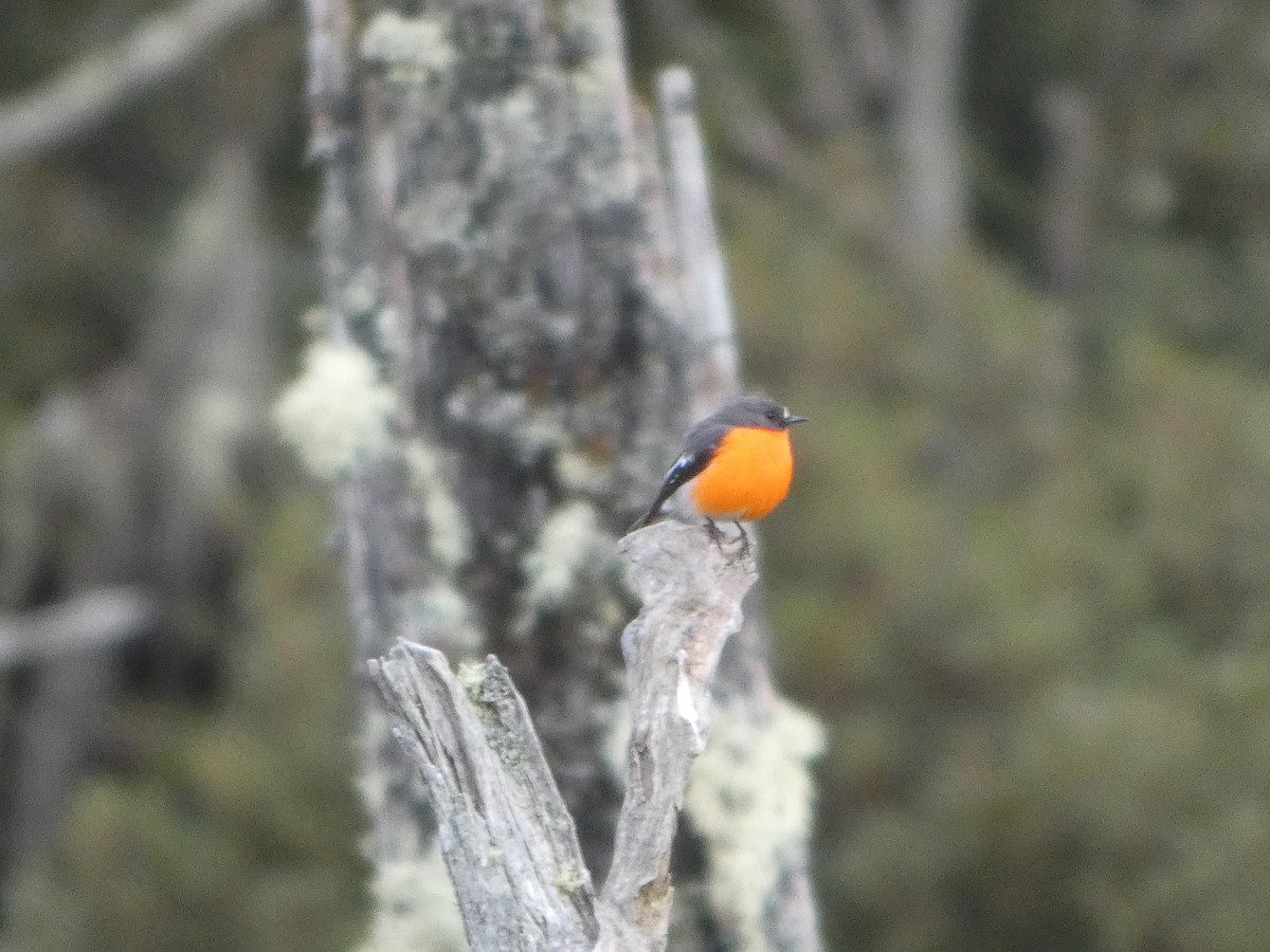 Flame Robin - ML644519655