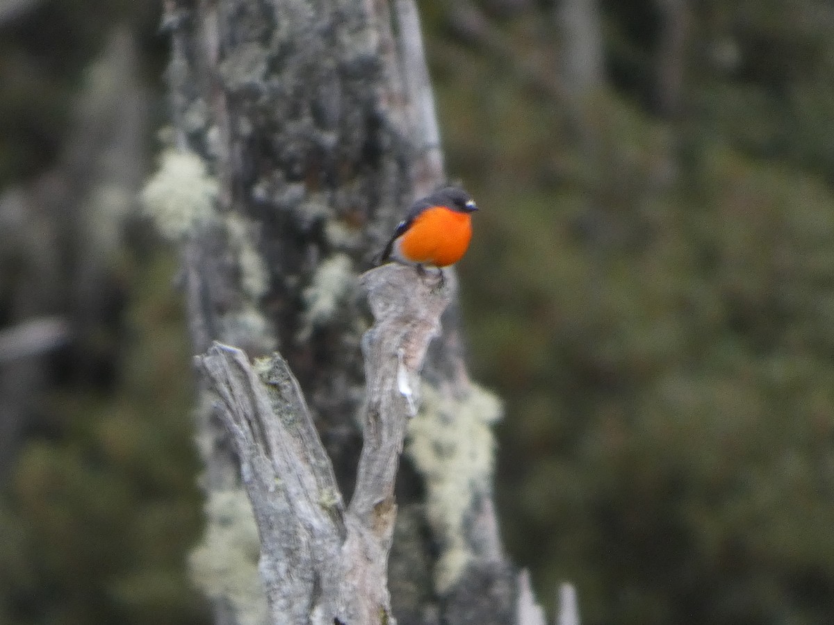 Flame Robin - ML644519656