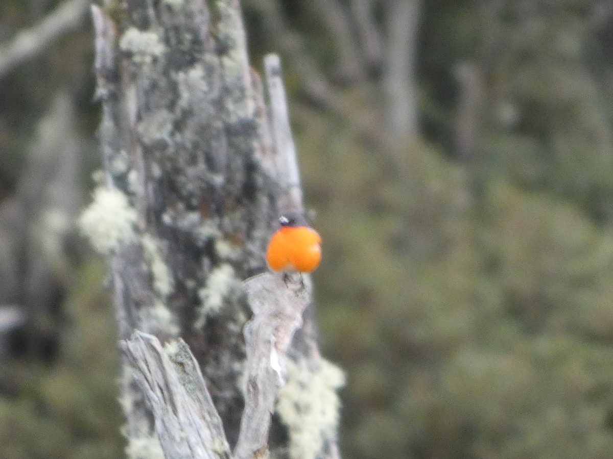 Flame Robin - ML644519657