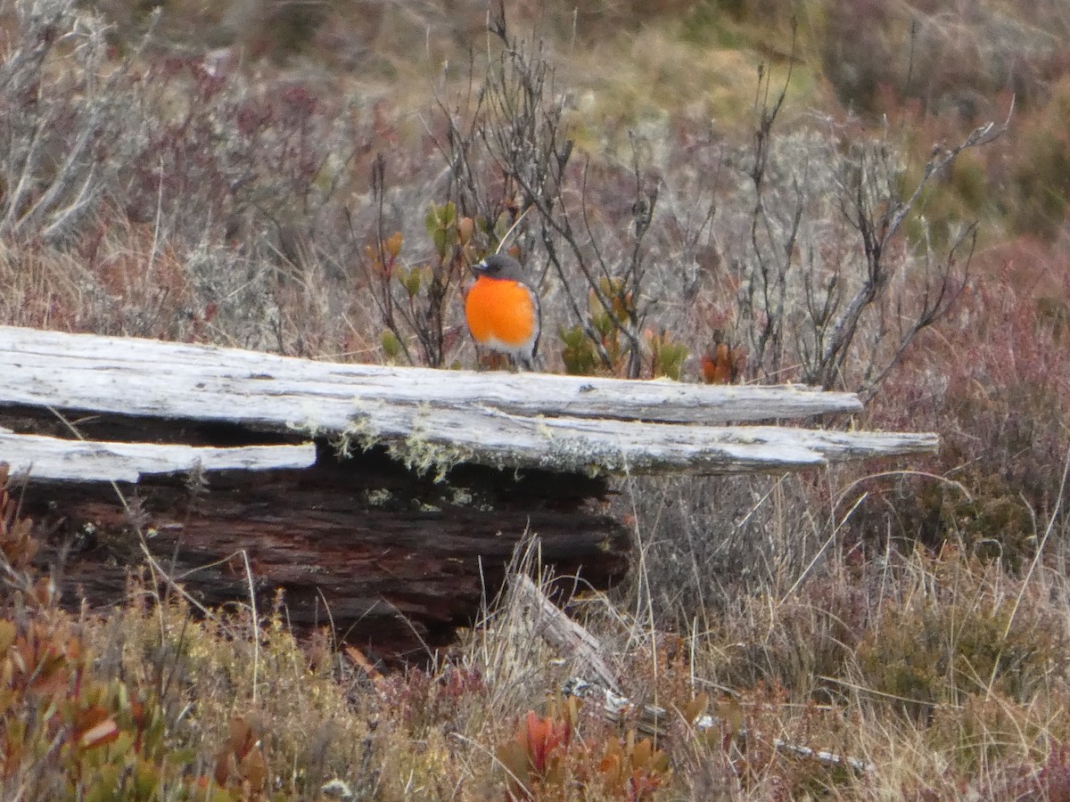 Flame Robin - ML644519658