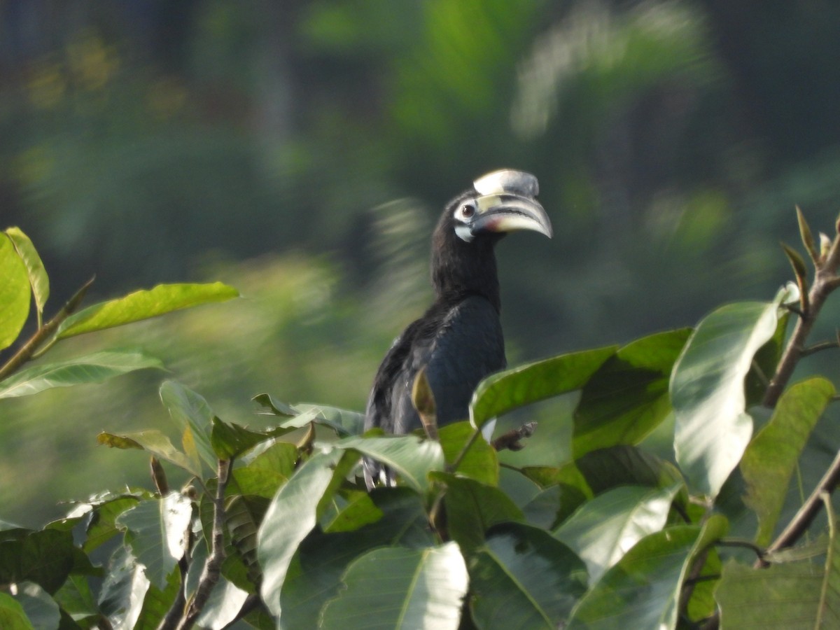 Oriental Pied-Hornbill - ML644519663