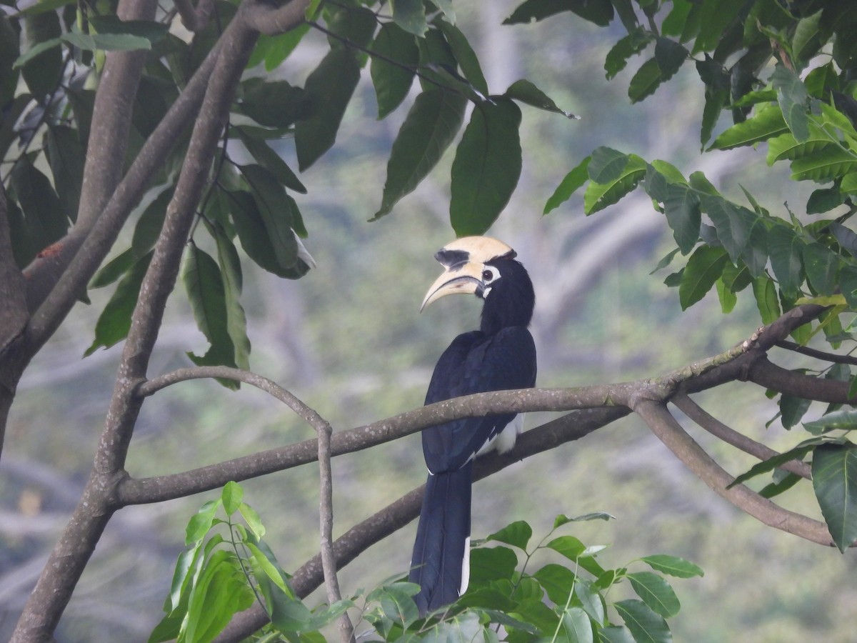 Oriental Pied-Hornbill - ML644519664