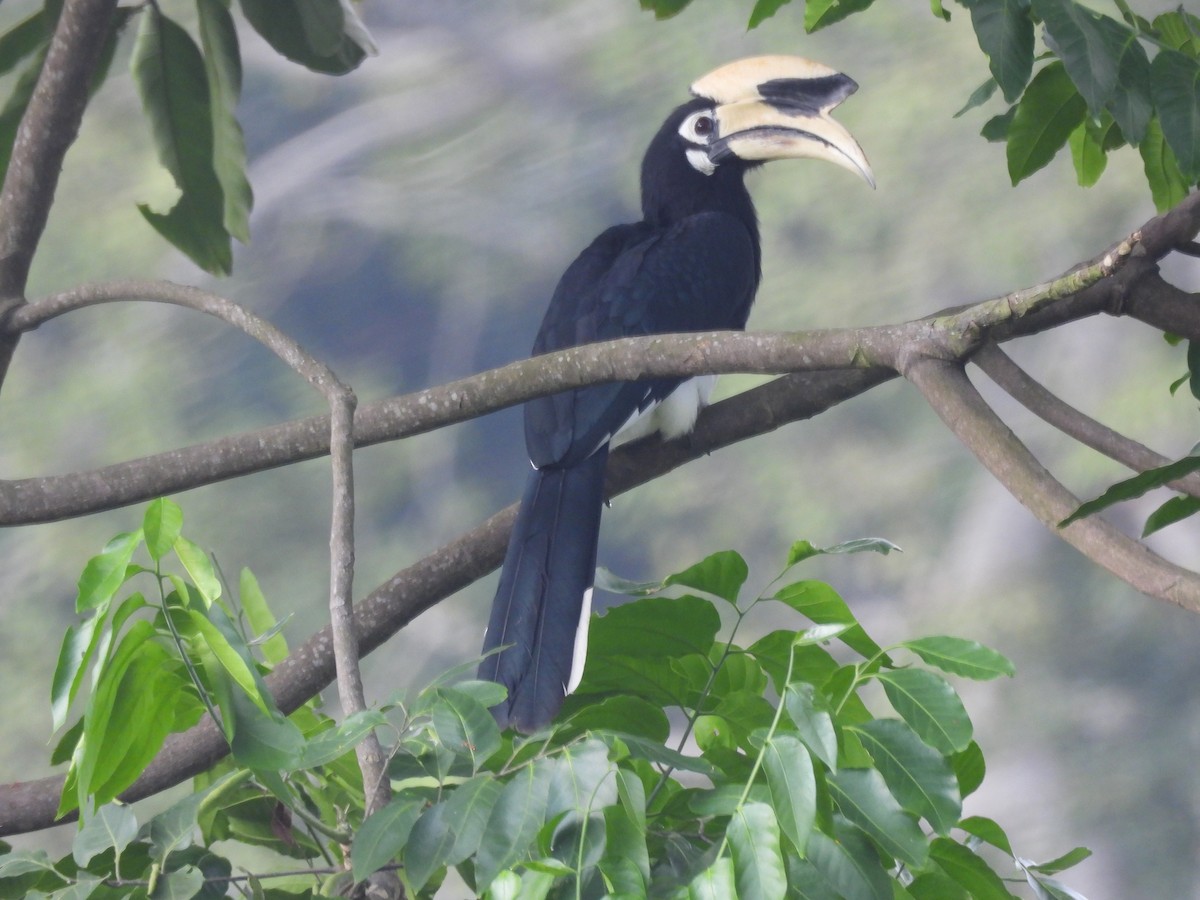 Oriental Pied-Hornbill - ML644519666
