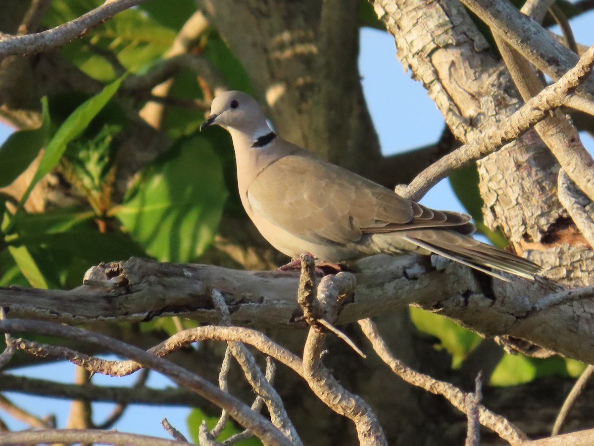 Eurasian Collared-Dove - ML644519667