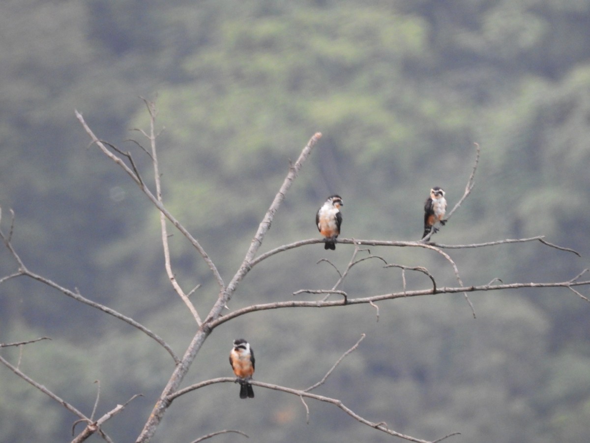 Collared Falconet - ML644519672