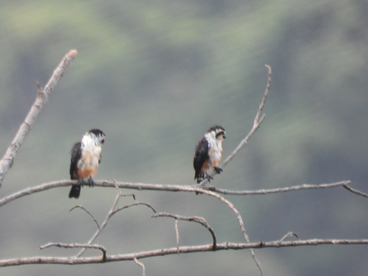 Collared Falconet - ML644519673