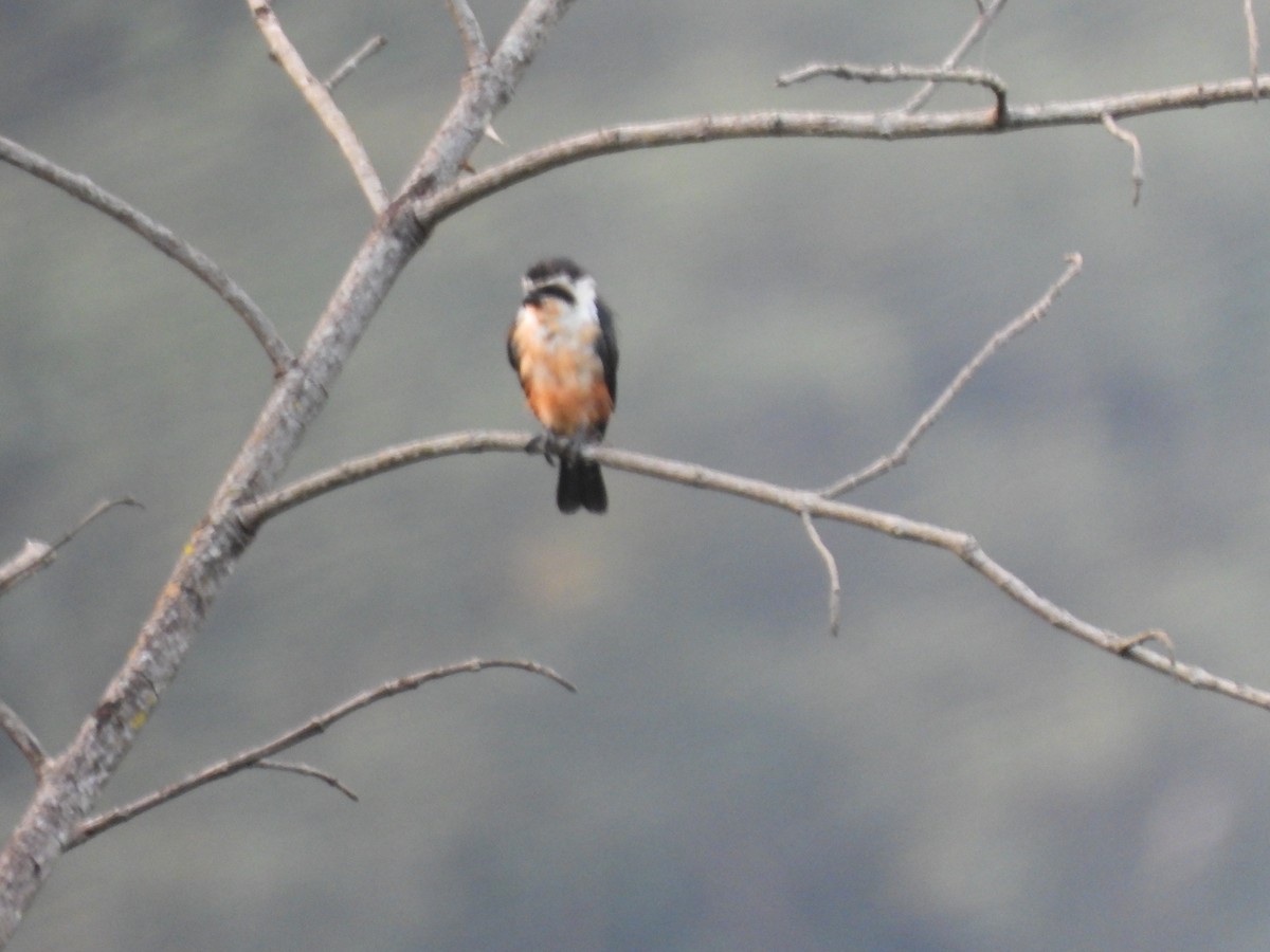Collared Falconet - ML644519674
