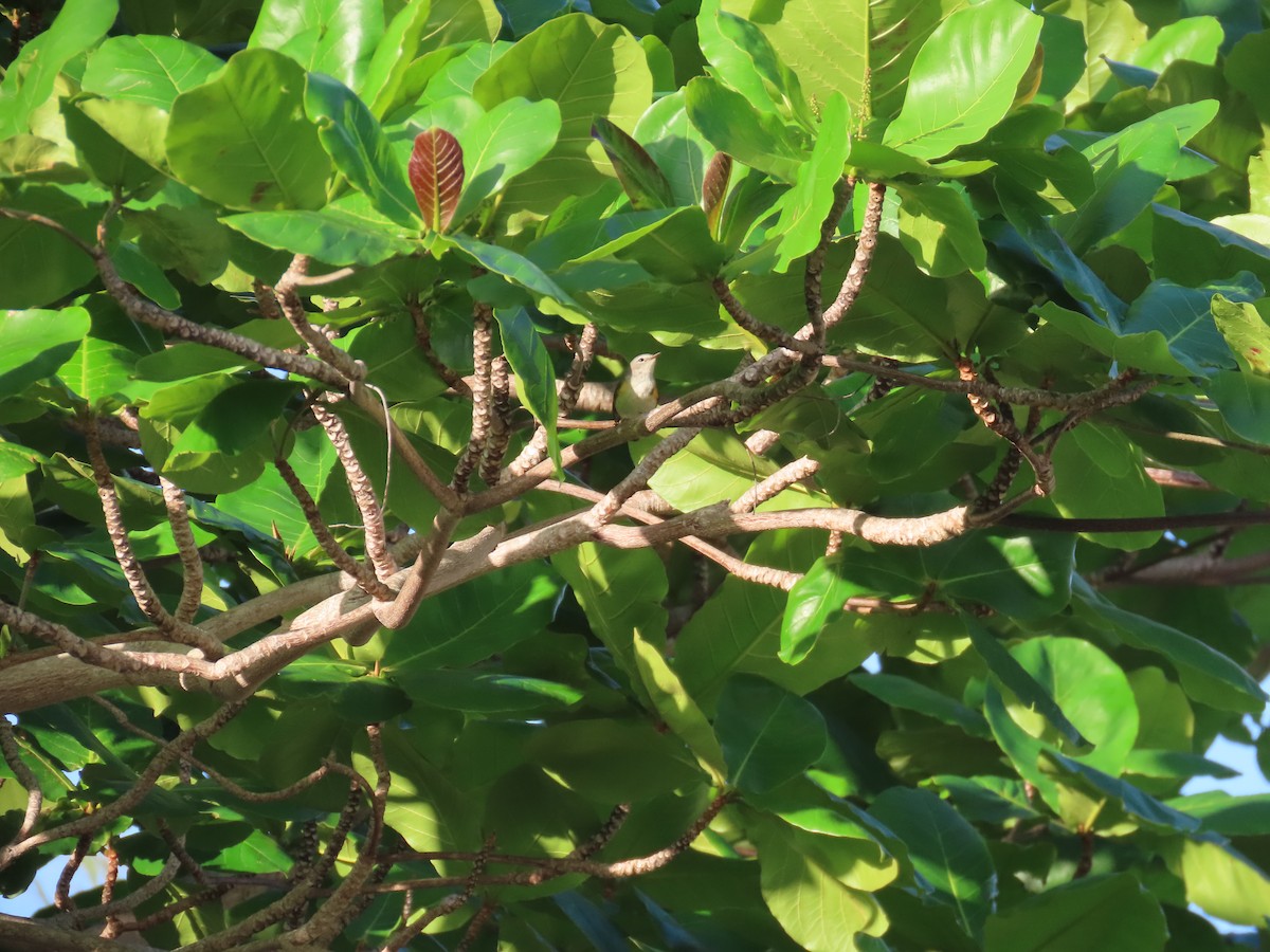 Kızıl Kuyruklu Ötleğen - ML644519678