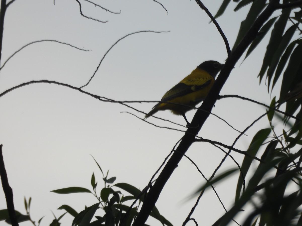 Black-hooded Oriole - ML644519679