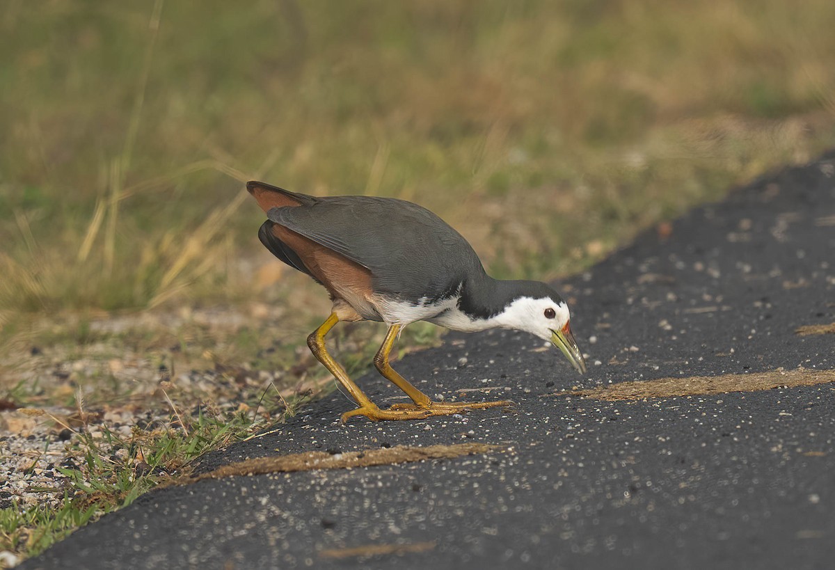 シロハラクイナ - ML644519680