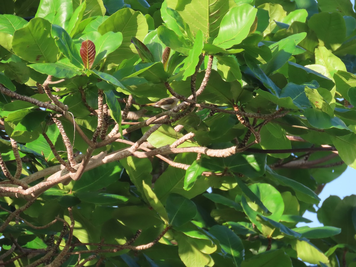 Kızıl Kuyruklu Ötleğen - ML644519682