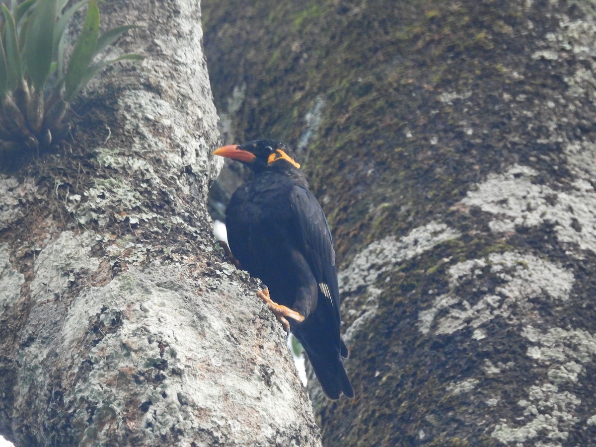 Common Hill Myna - ML644519686