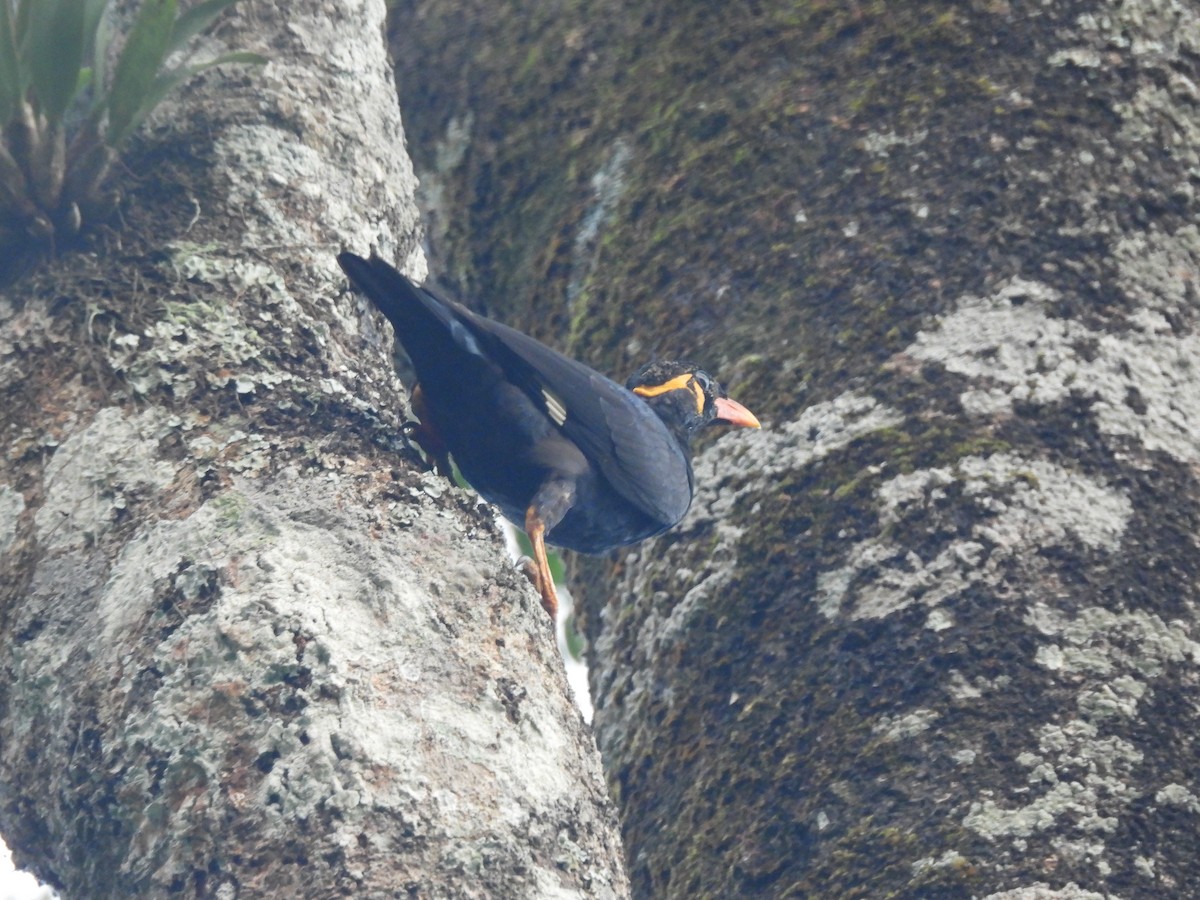Common Hill Myna - ML644519687