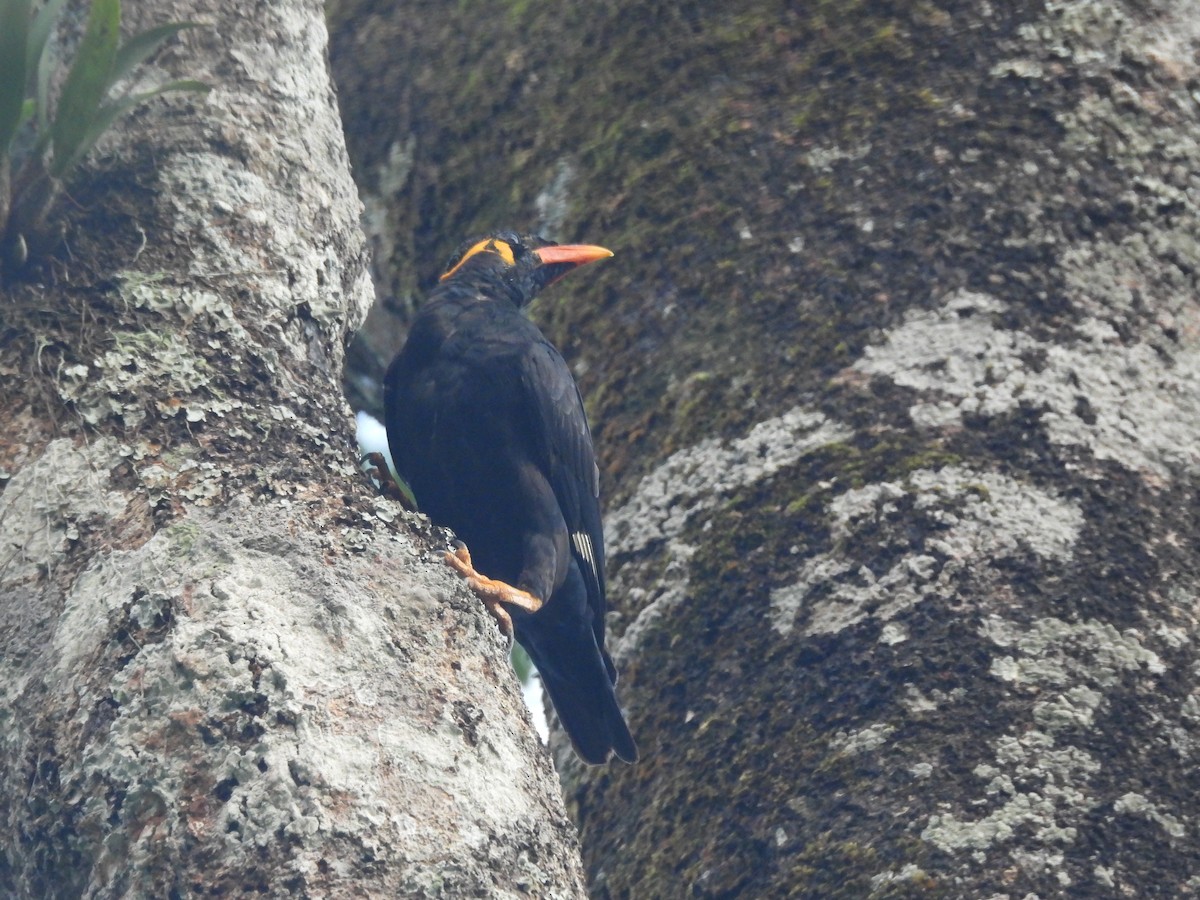 Common Hill Myna - ML644519688