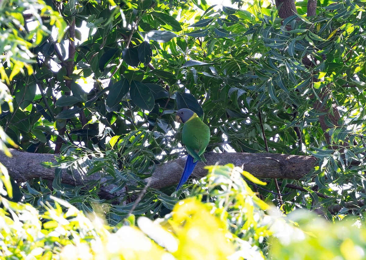 Perruche à tête prune - ML644519691