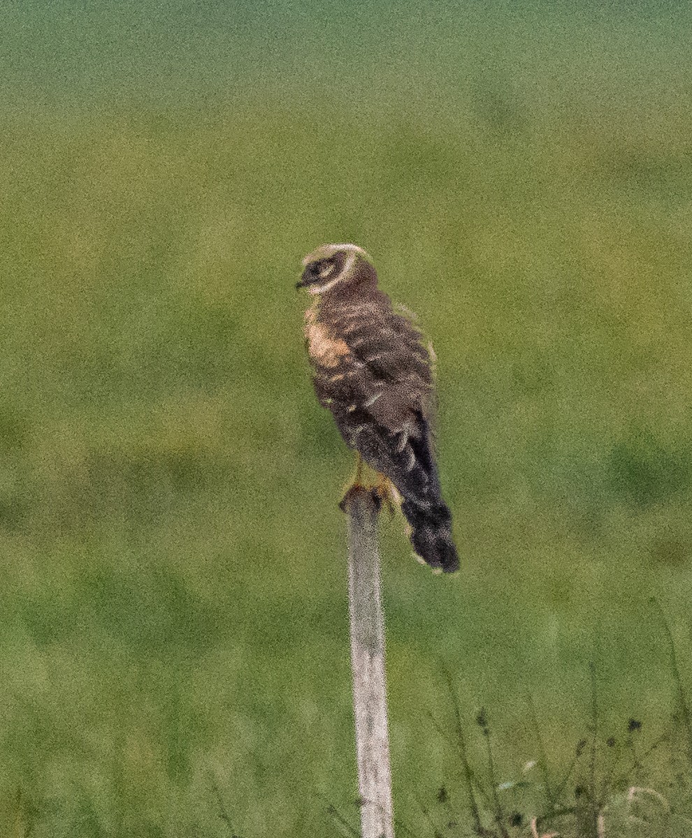 Aguilucho Papialbo - ML644519692