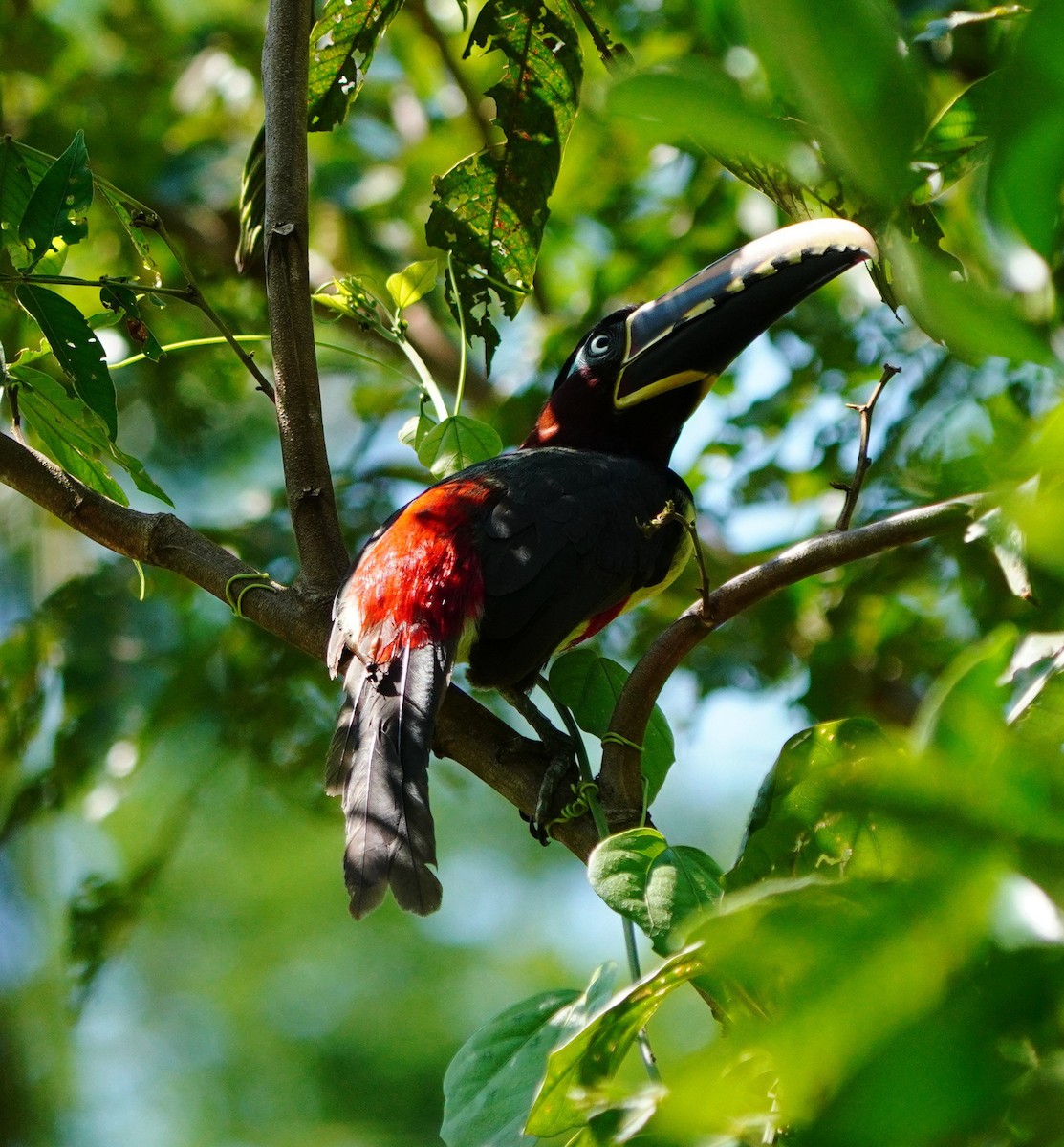 arassari hnědouchý - ML644519694