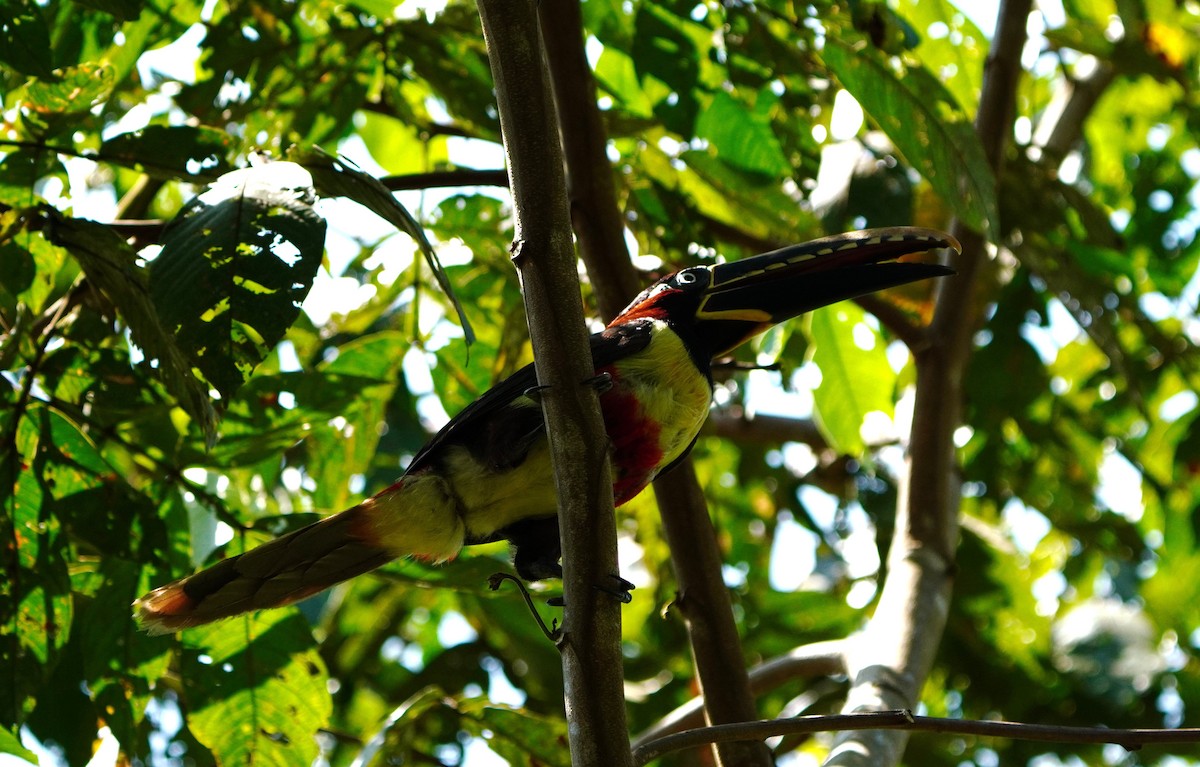 arassari hnědouchý - ML644519695