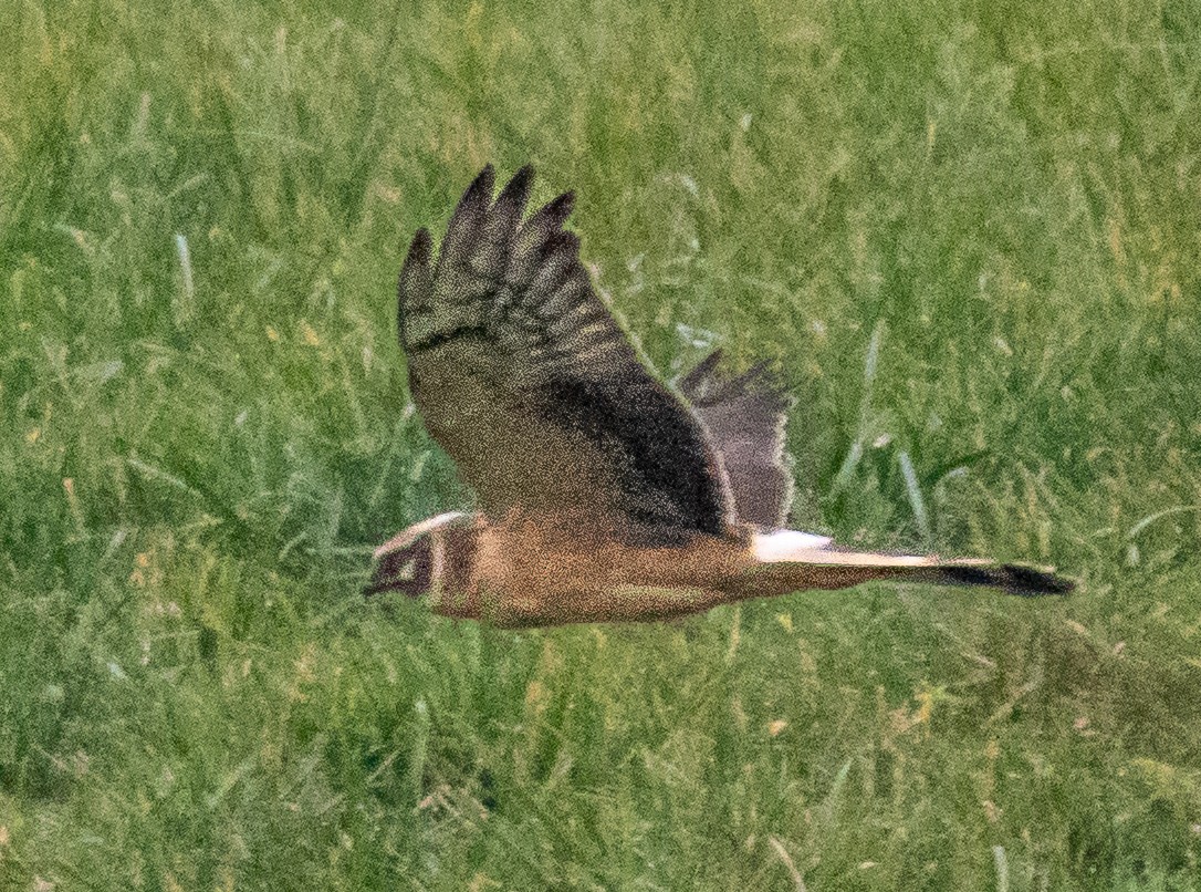Aguilucho Papialbo - ML644519696