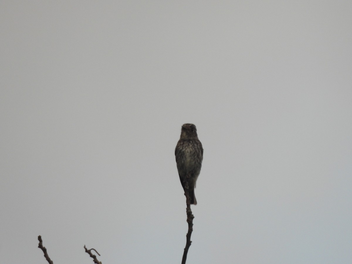 Dark-sided Flycatcher - ML644519700