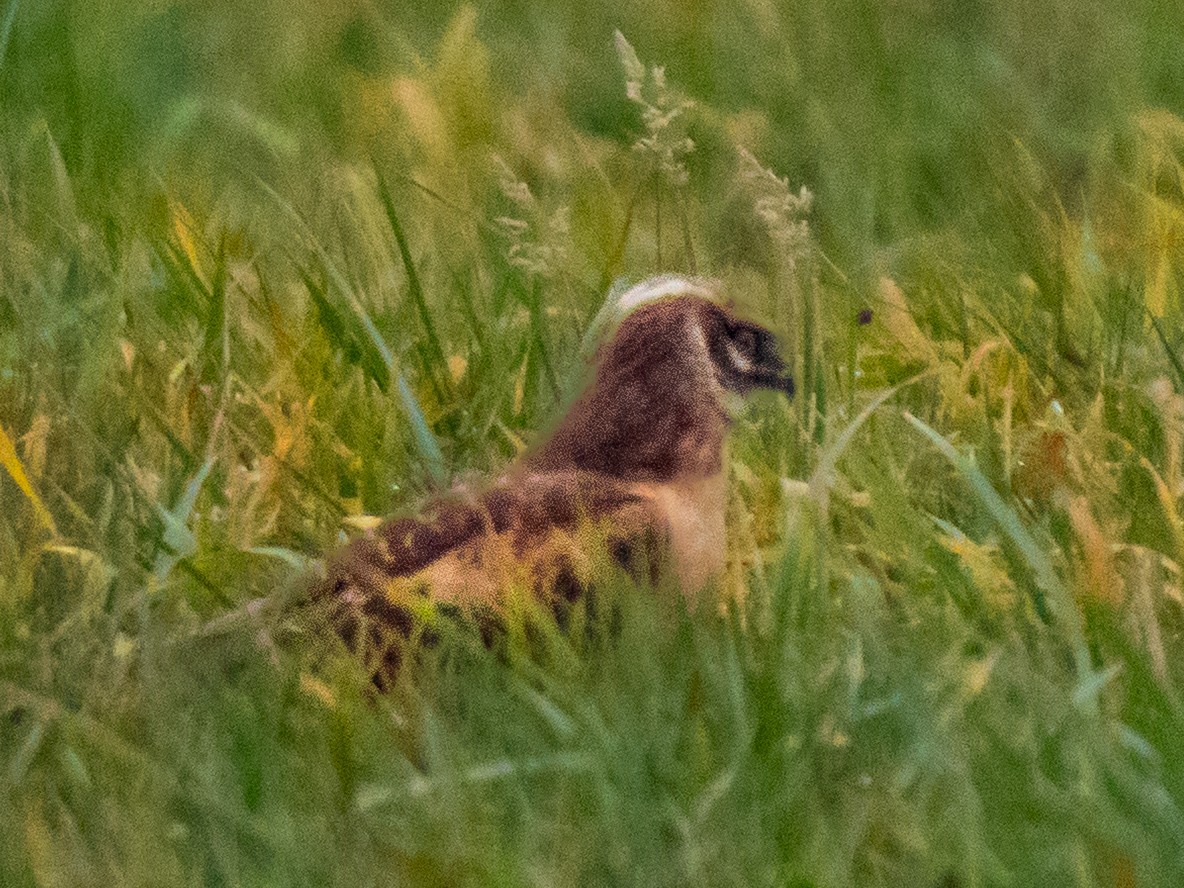 Aguilucho Papialbo - ML644519701