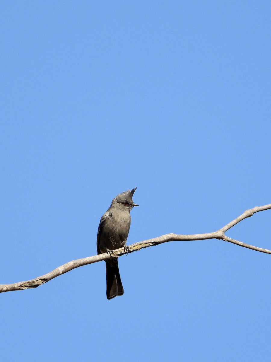 Phainopepla - ML644519702