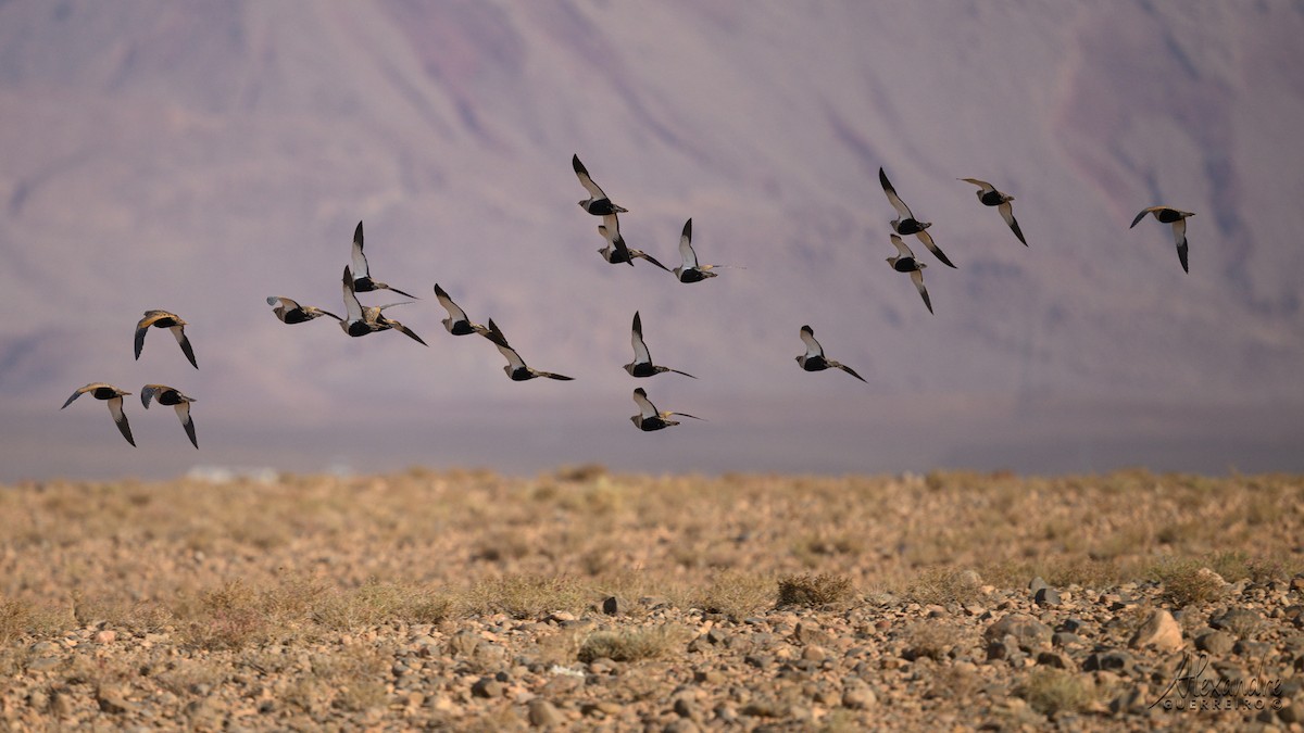 Ganga unibande - ML644519703