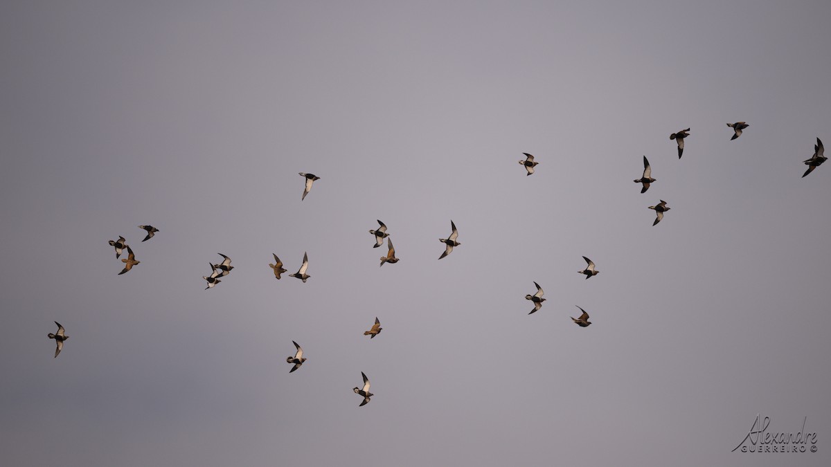 Ganga unibande - ML644519704