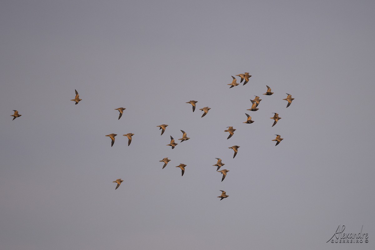 Ganga unibande - ML644519705