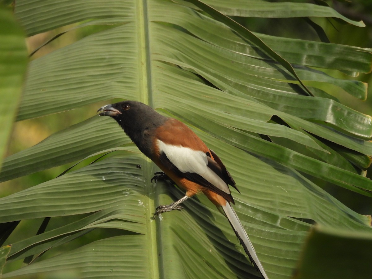 Kızıl Saksağan - ML644519713