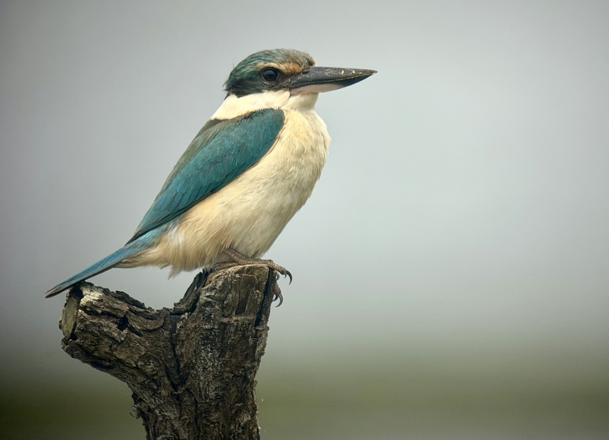 Sacred Kingfisher (New Caledonian) - ML644519728