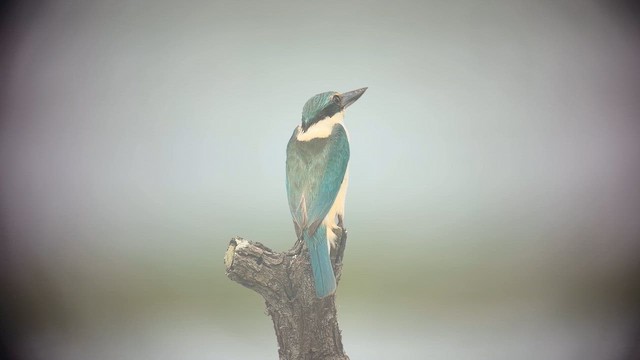 ledňáček posvátný (ssp. canacorum) - ML644519729