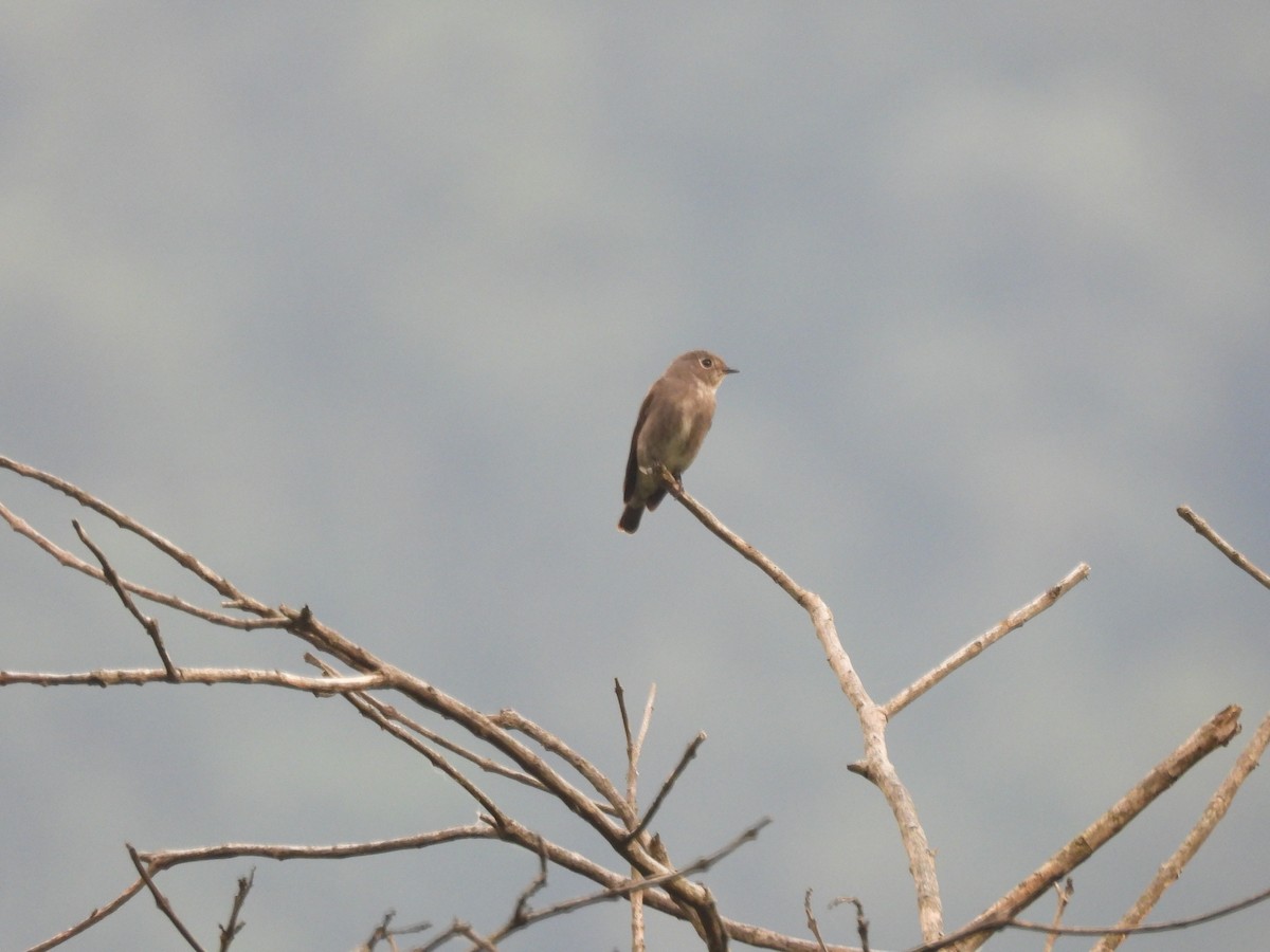 Dark-sided Flycatcher - ML644519742