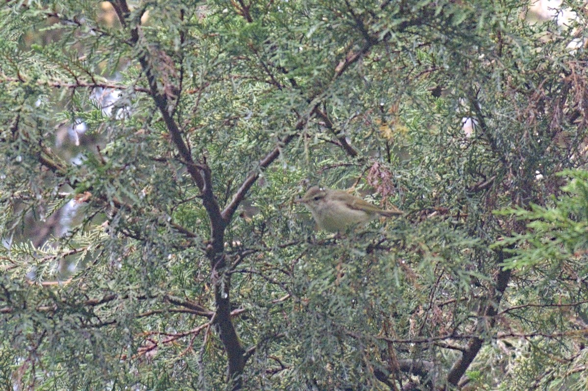 bekkesanger - ML644519753