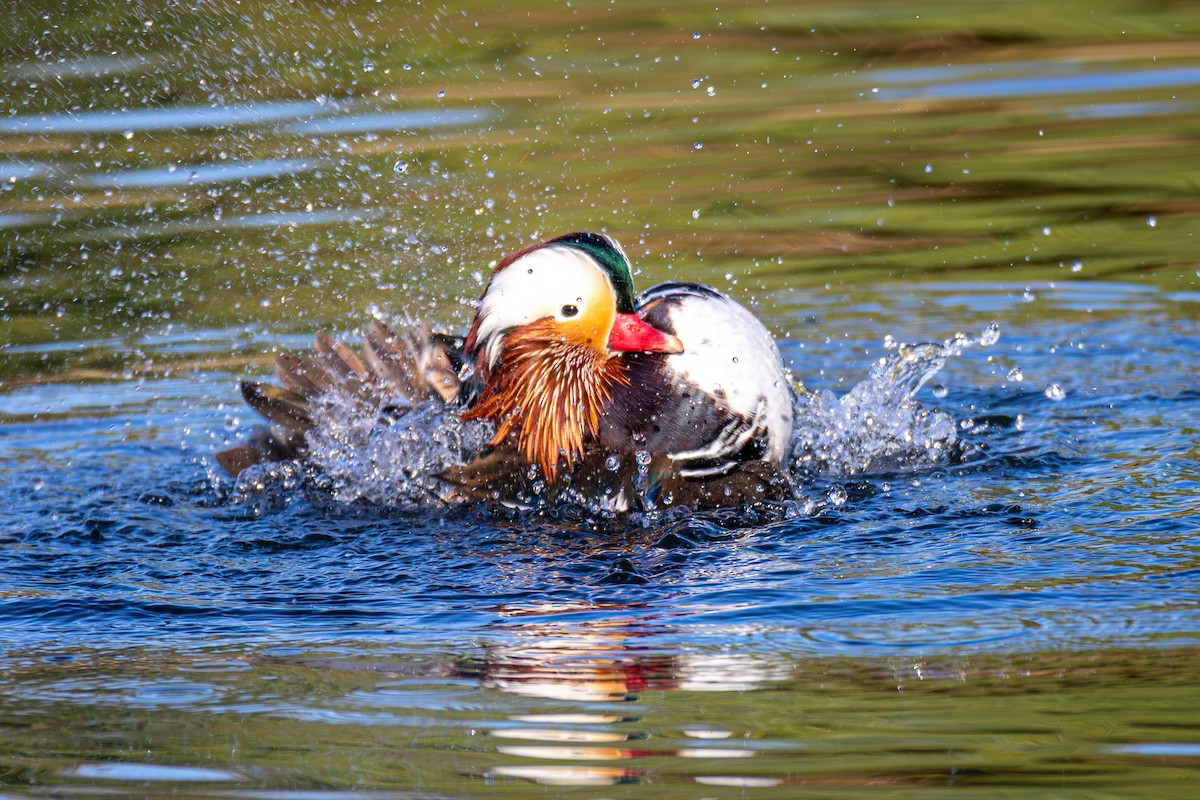 Mandarin Ördeği - ML644519756