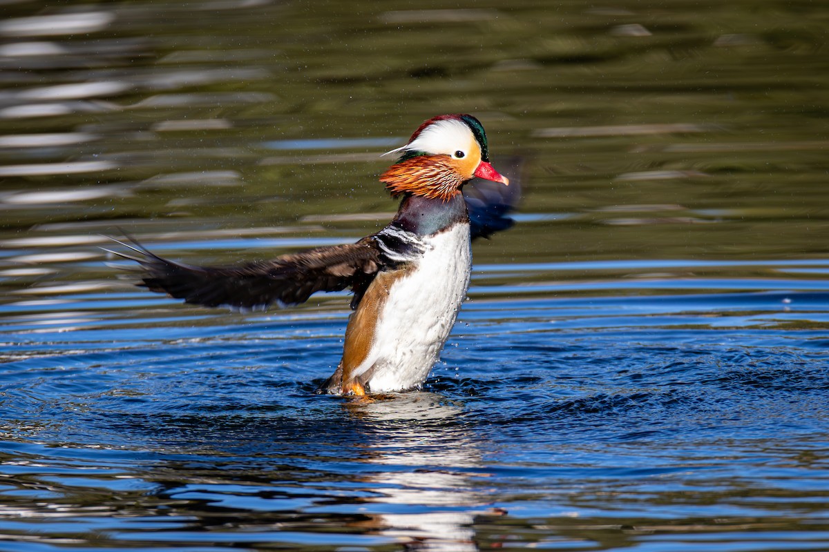 Mandarin Ördeği - ML644519757