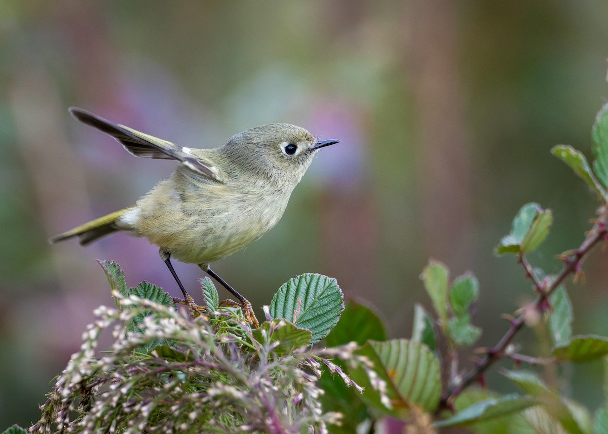 rubinfuglekonge - ML644519758