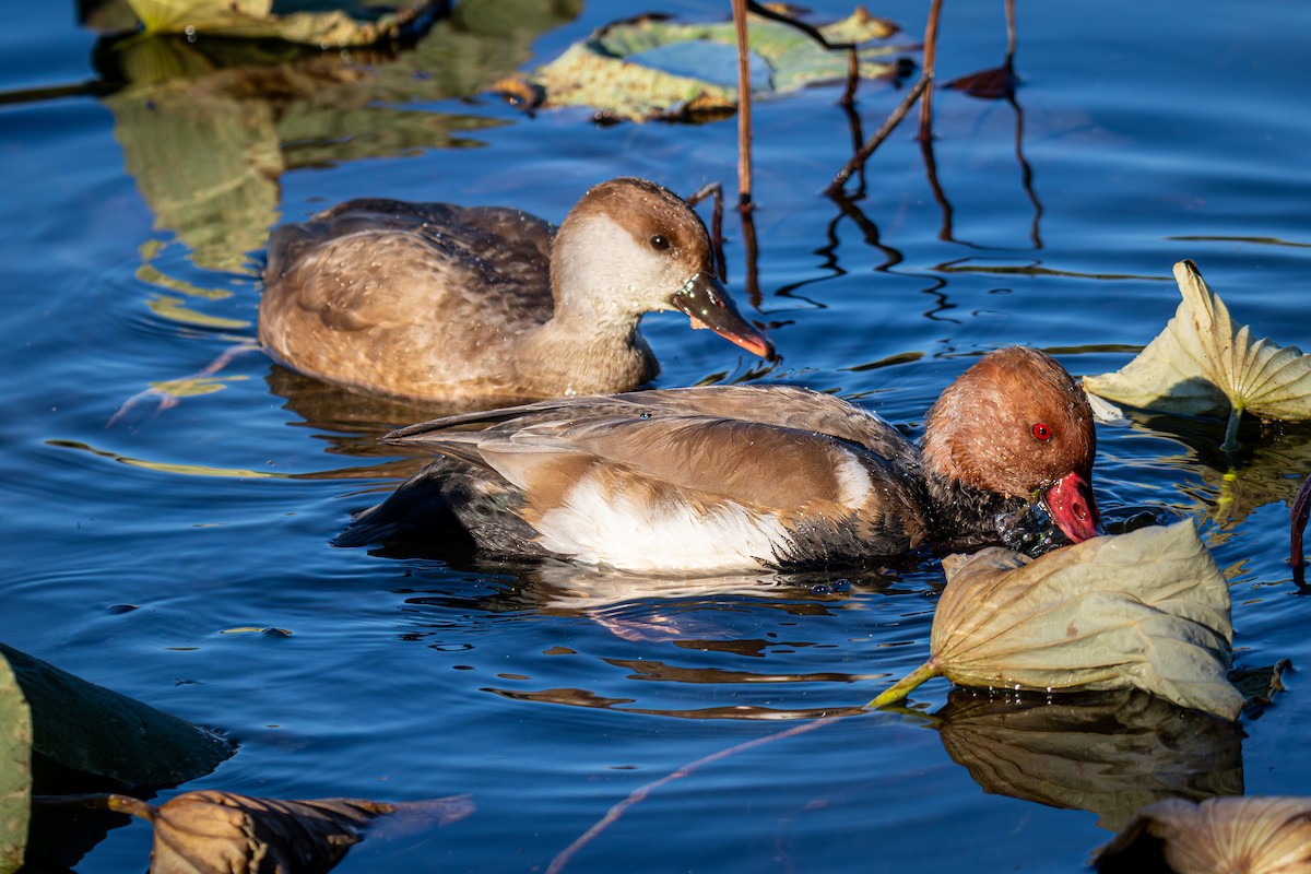 Red-crested Pochard - ML644519763
