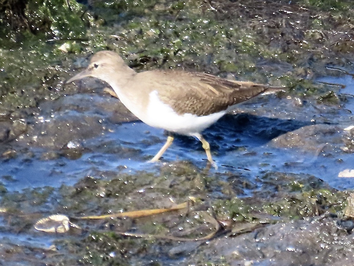 Dere Düdükçünü - ML644519764