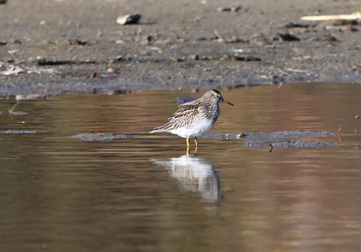 Txirri pektorala - ML644519765