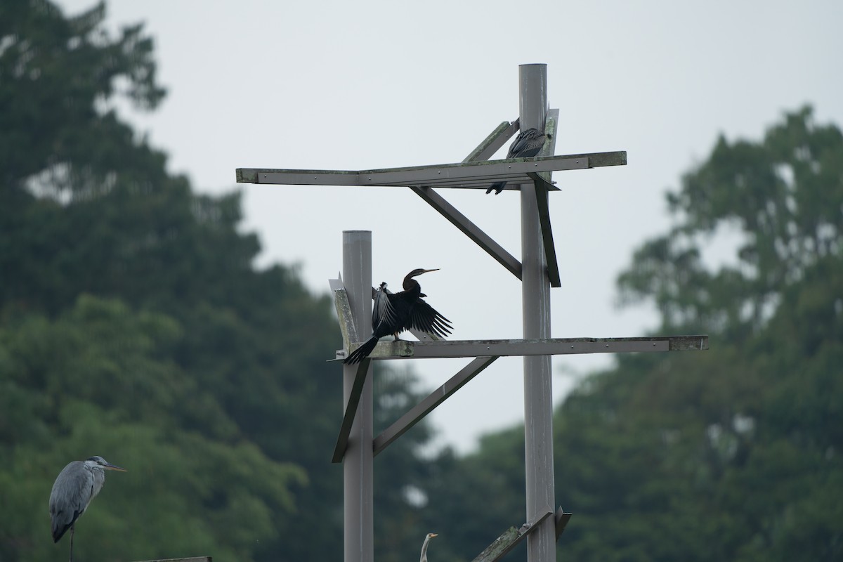 orientslangehals - ML644519770