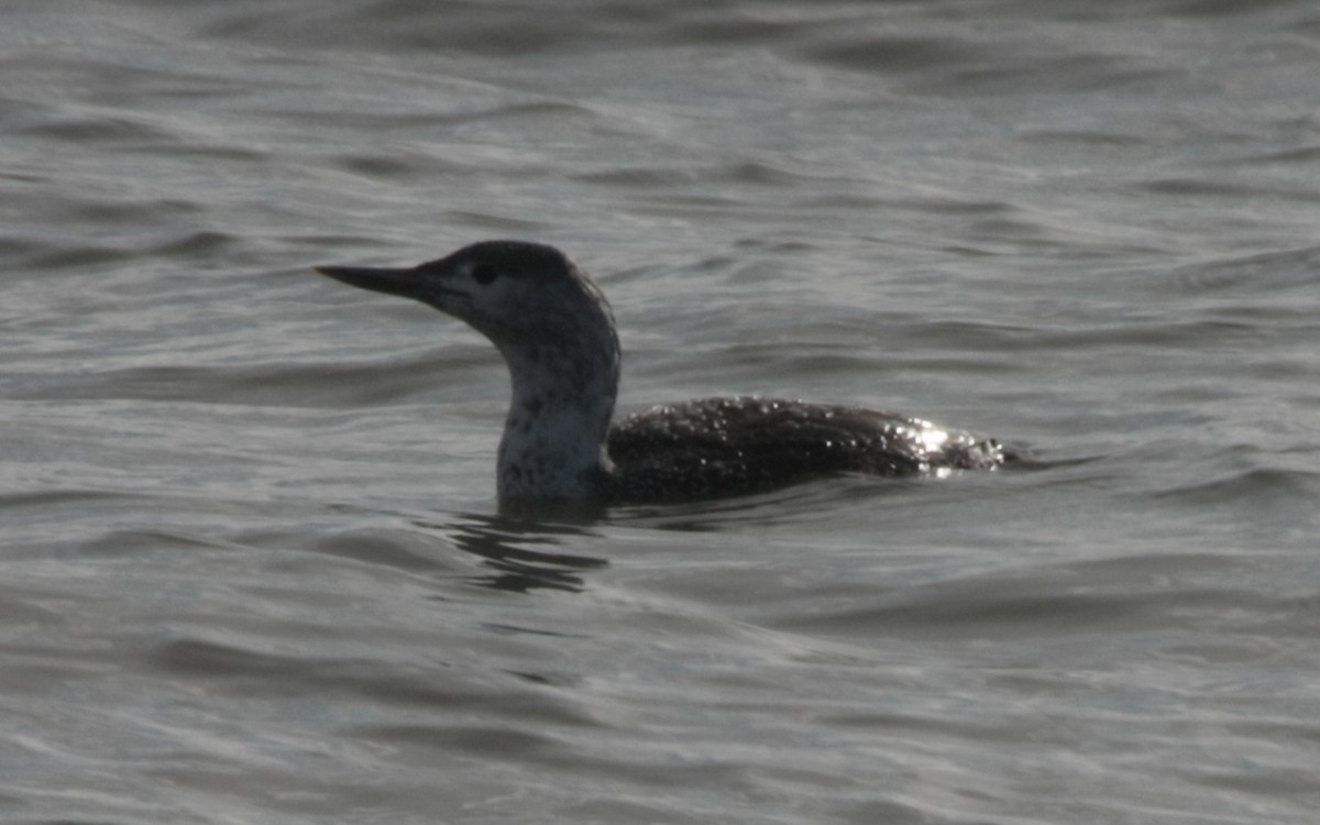 Red-throated Loon - ML644519771