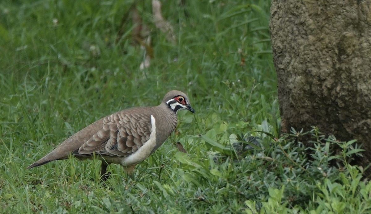 Голуб білобокий - ML644519773