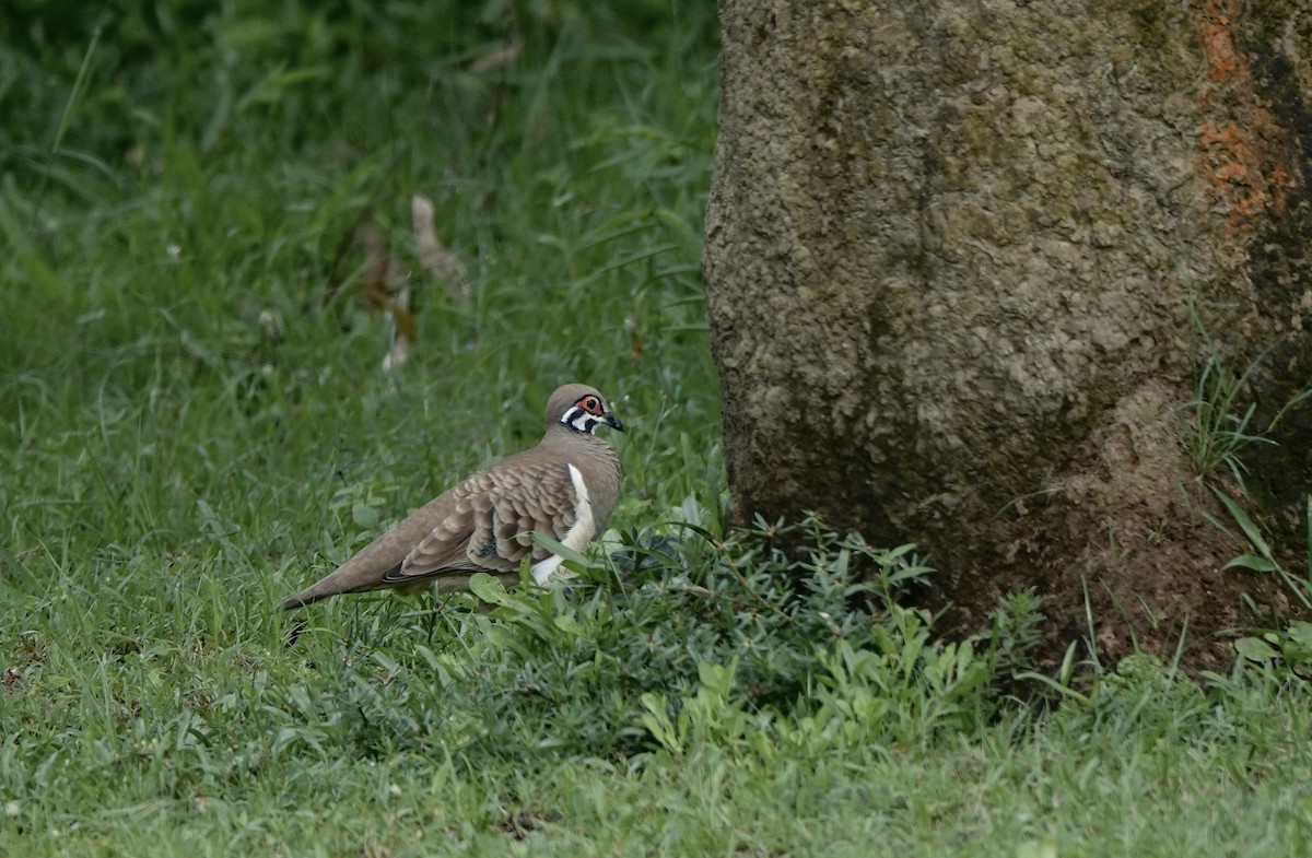 Голуб білобокий - ML644519774