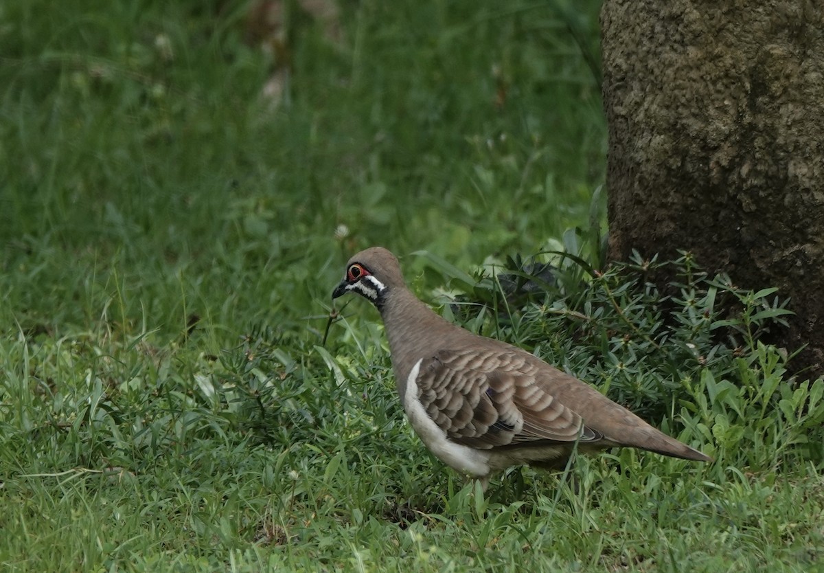 Голуб білобокий - ML644519775
