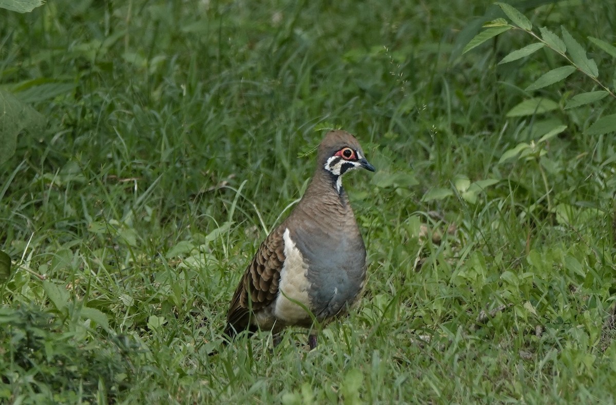 Голуб білобокий - ML644519776