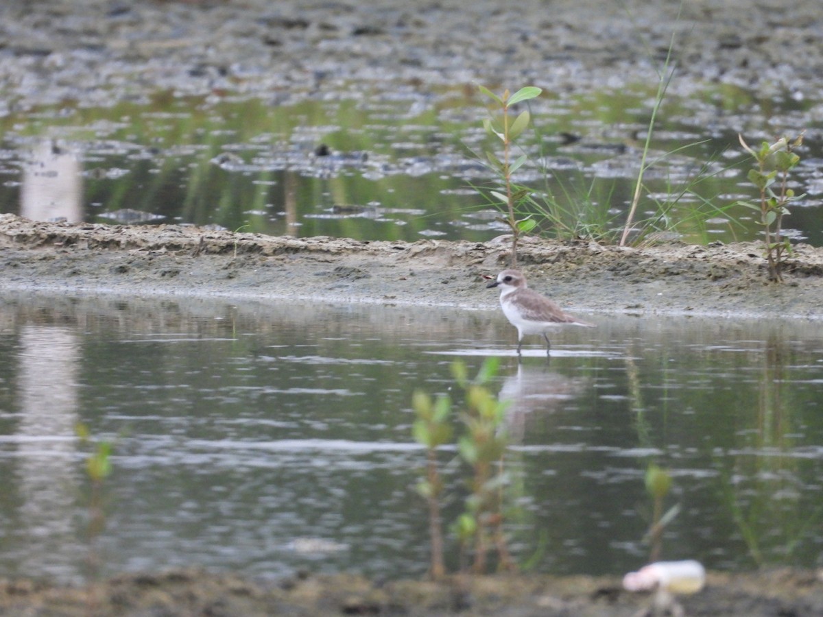 Tibetan Sand-Plover - ML644519777