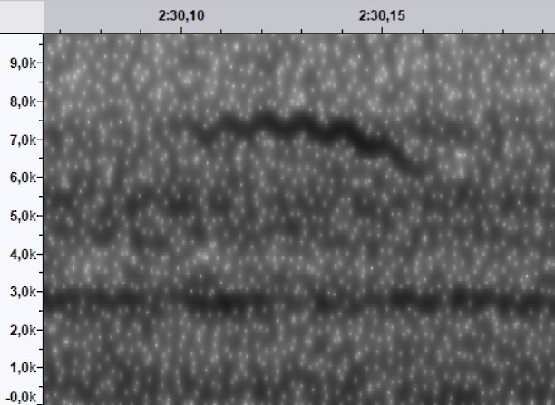 Cape May Warbler - ML644519784
