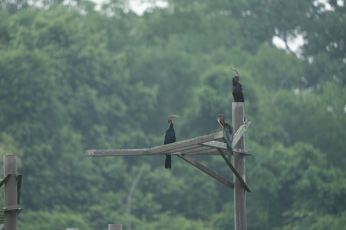 orientslangehals - ML644519789